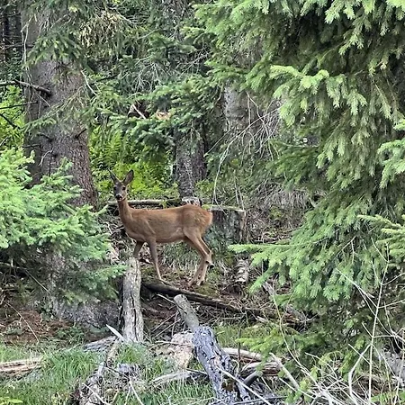 With 3 Bedrooms Ferienhaus Zirkitz