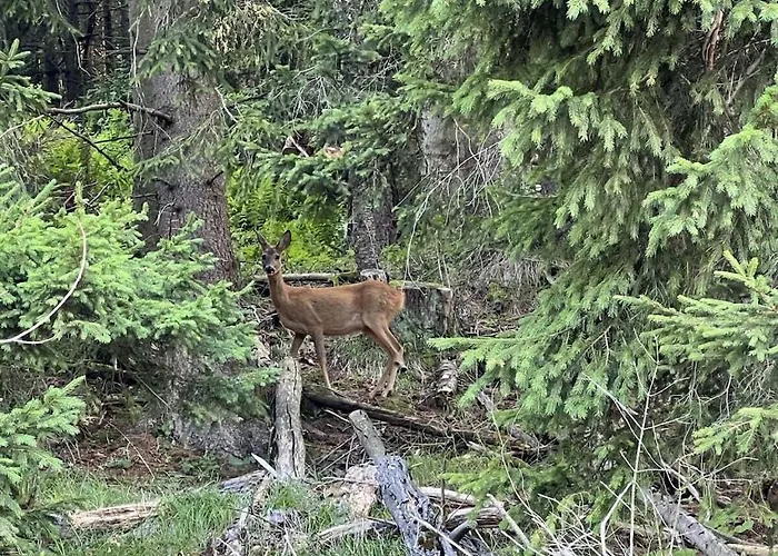 With 3 Bedrooms Vakantiehuis Zirkitz